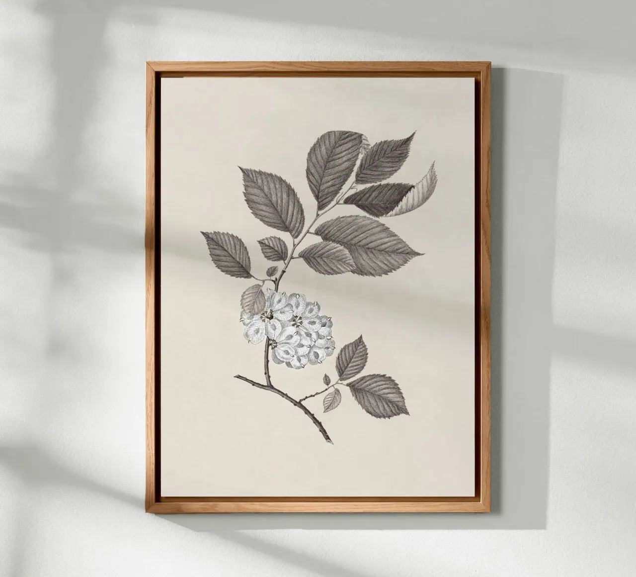 Elm Branch Sketch no. 1 alluminio dibond da apoloprints