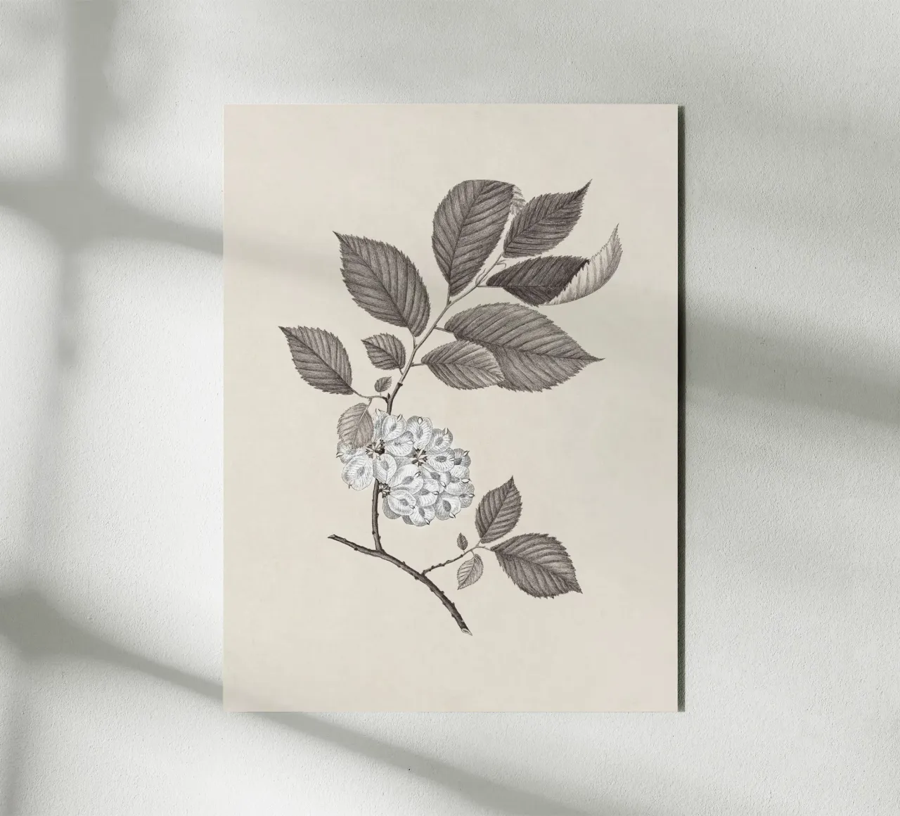 Elm Branch Sketch no. 1 alluminio dibond da apoloprints