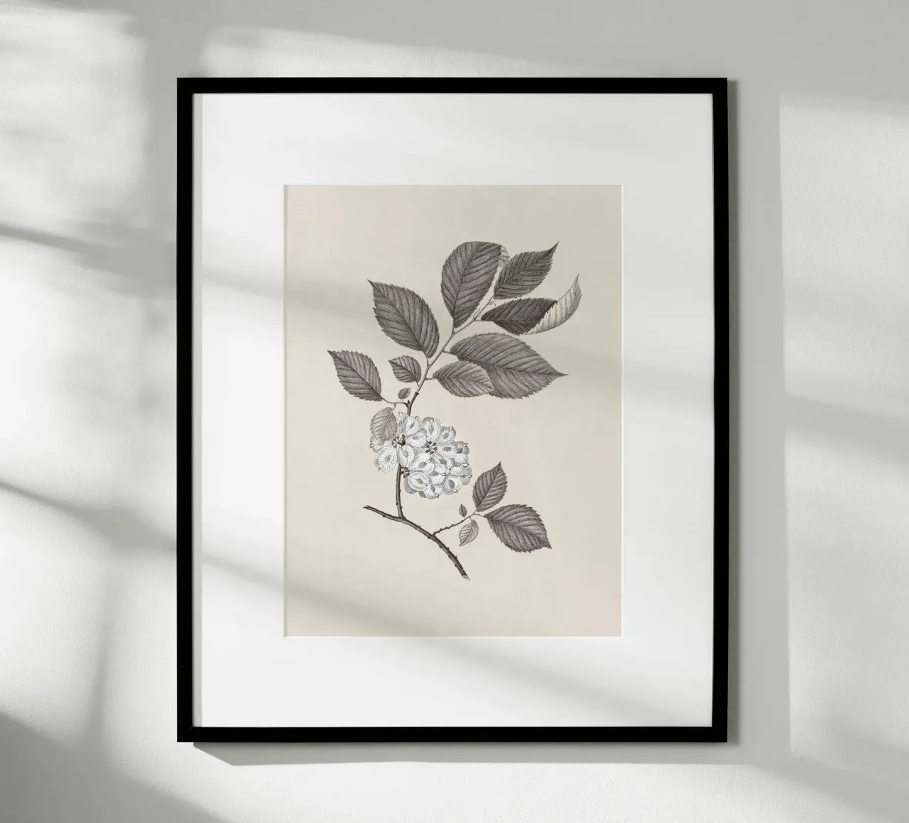 Elm Branch Sketch no. 1 carta hahnemühle da apoloprints