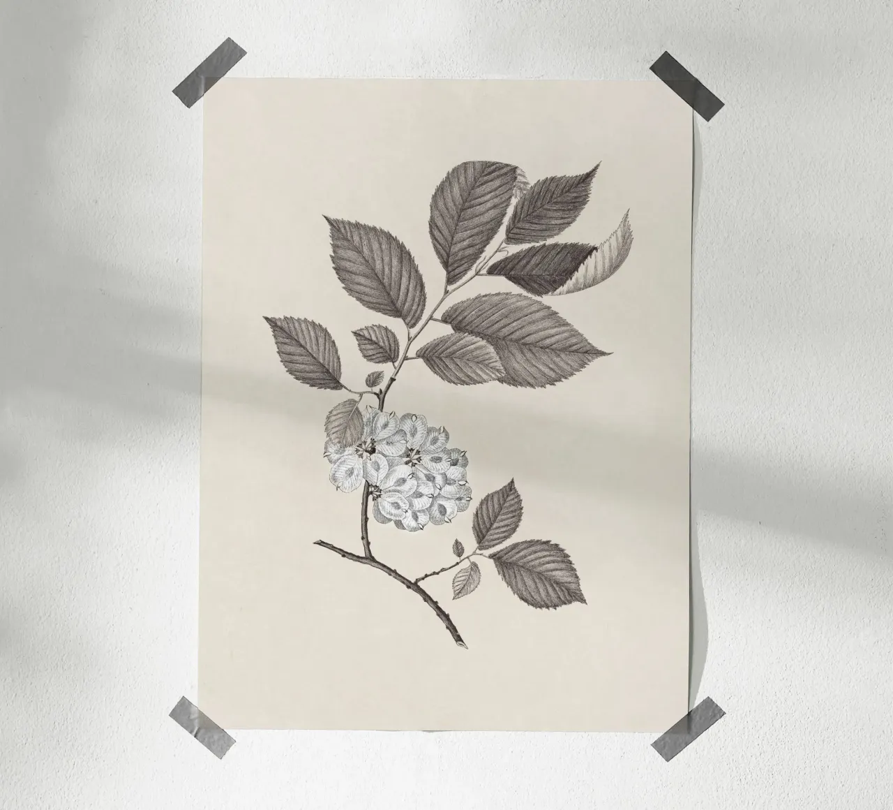 Elm Branch Sketch no. 1 carta hahnemühle da apoloprints