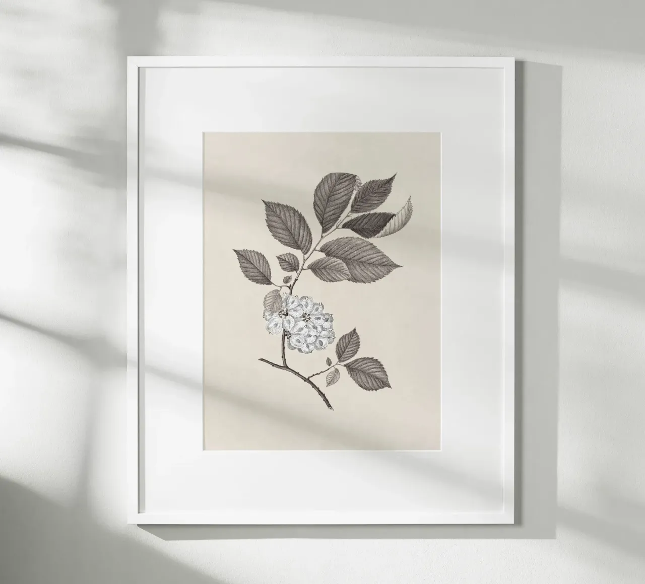 Elm Branch Sketch no. 1 carta hahnemühle da apoloprints