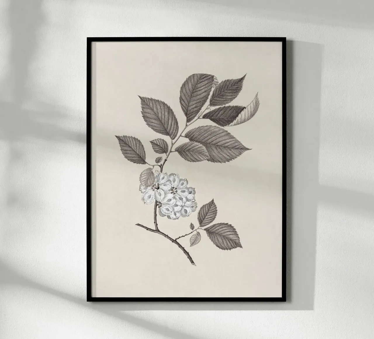 Elm Branch Sketch no. 1 carta hahnemühle da apoloprints