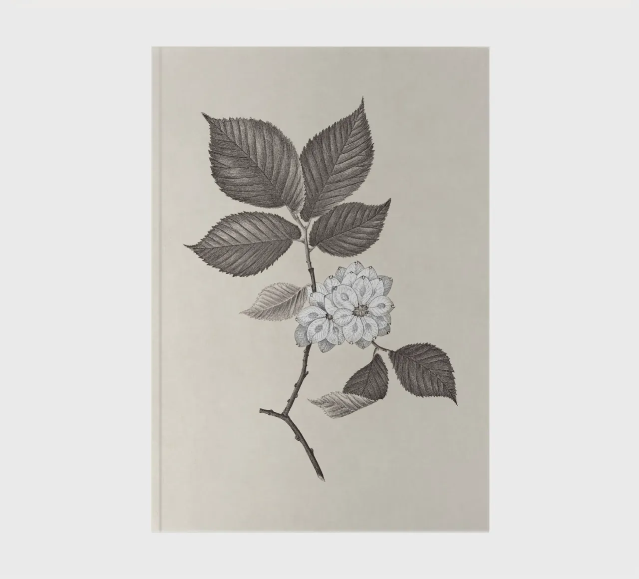 Elm Branch Sketch no. 2 diario da apoloprints