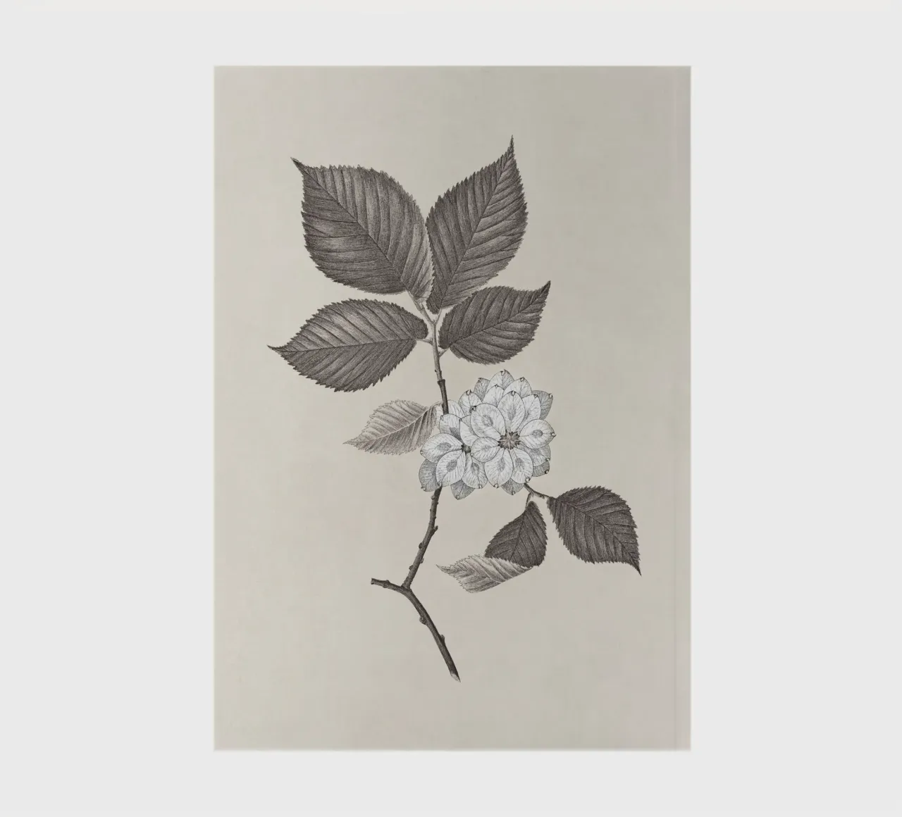 Elm Branch Sketch no. 2 notebook by apoloprints