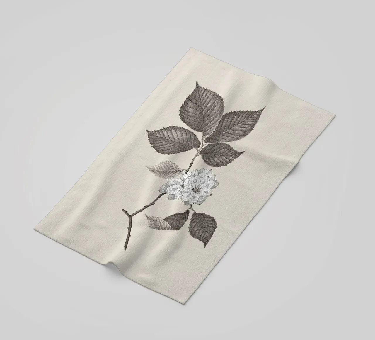 Elm Branch Sketch no. 2 telo mare da apoloprints