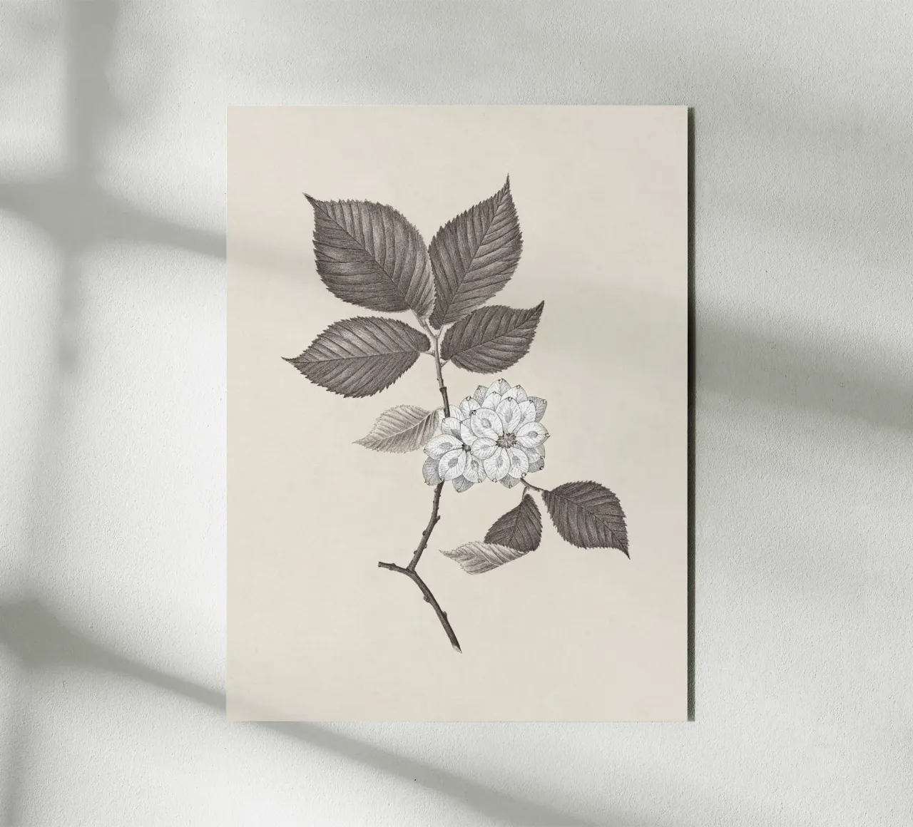 Elm Branch Sketch no. 2 alluminio dibond da apoloprints