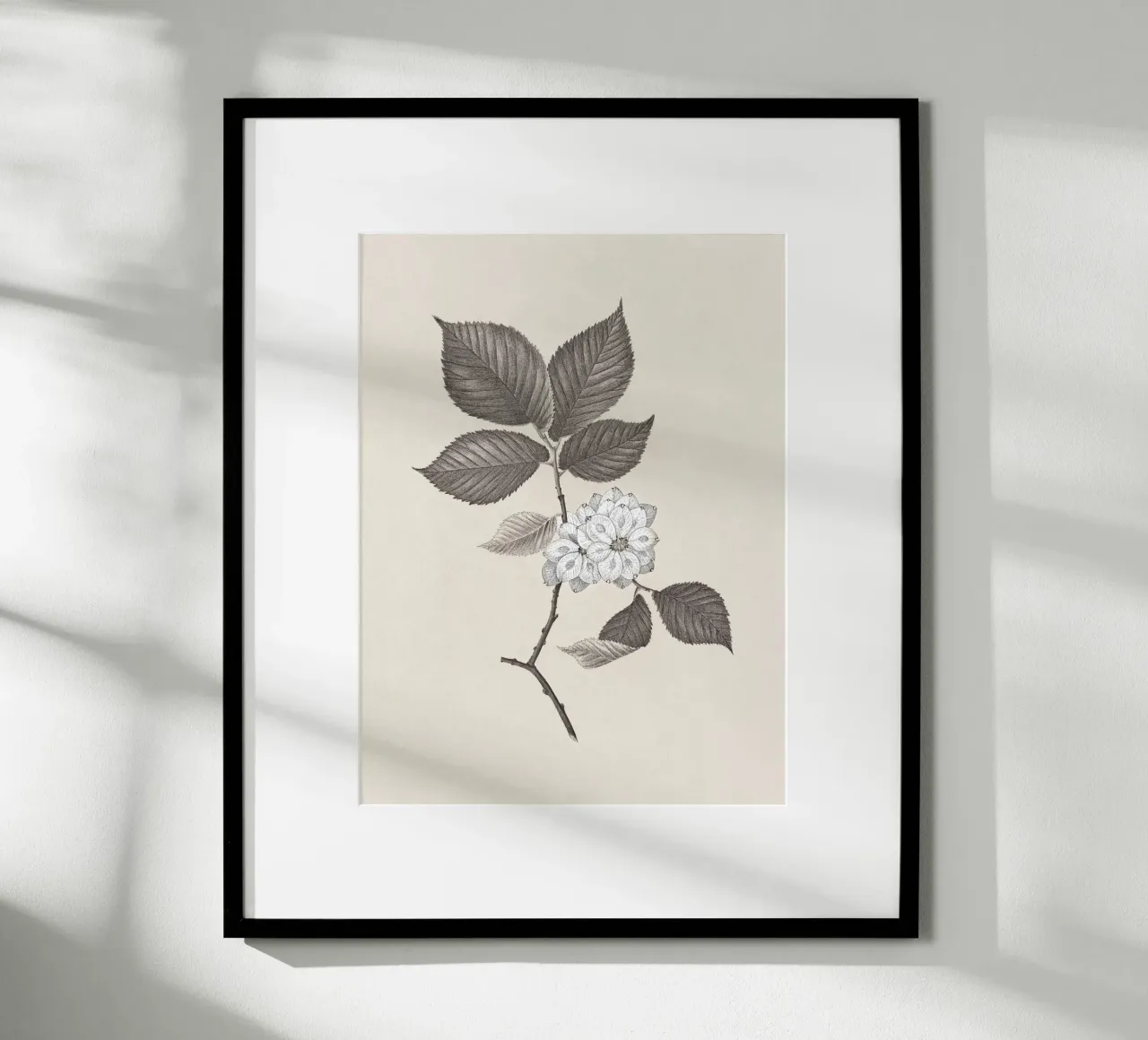 Elm Branch Sketch no. 2 carta hahnemühle da apoloprints