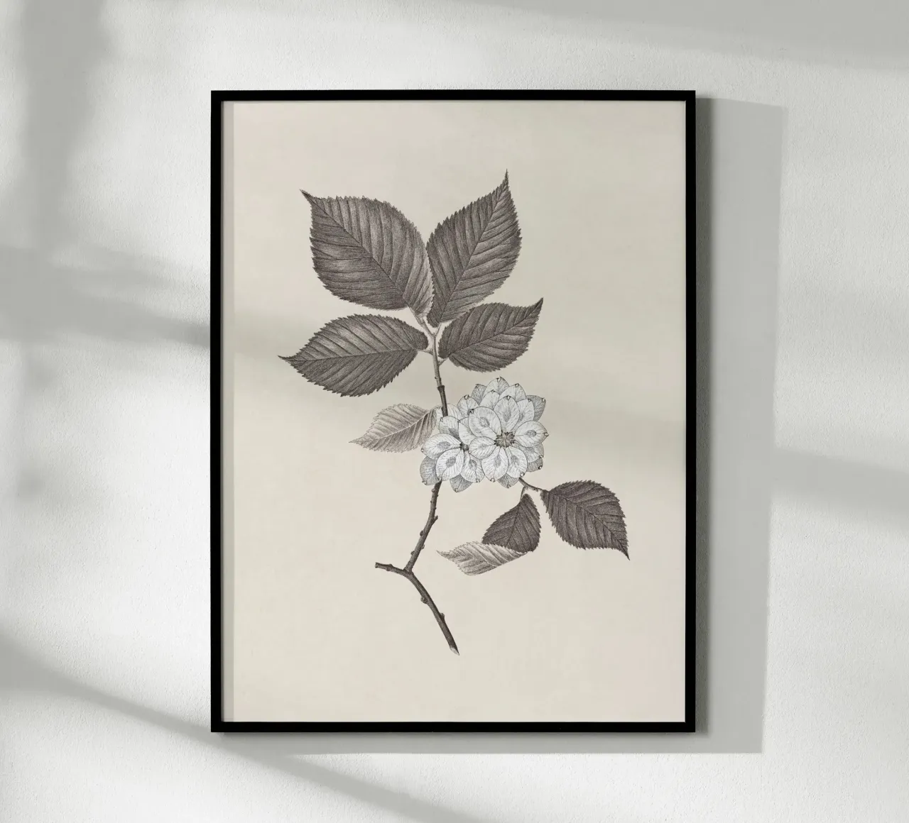 Elm Branch Sketch no. 2 carta hahnemühle da apoloprints