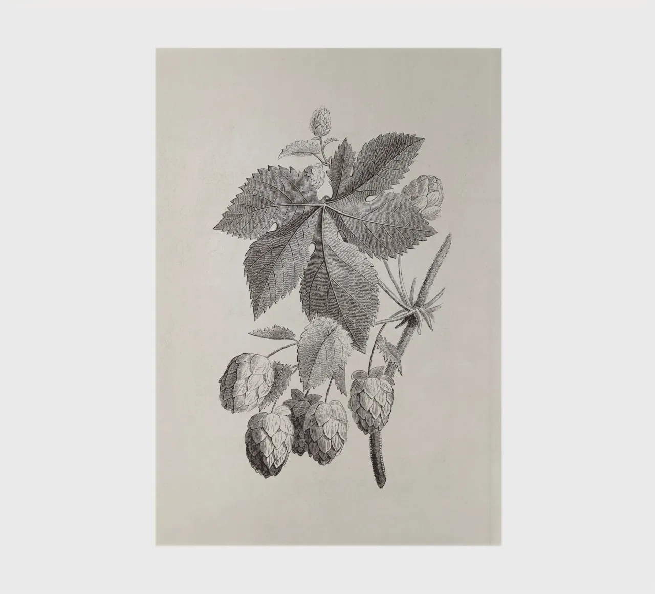 Hops Branch Sketch no. 1 diario da apoloprints
