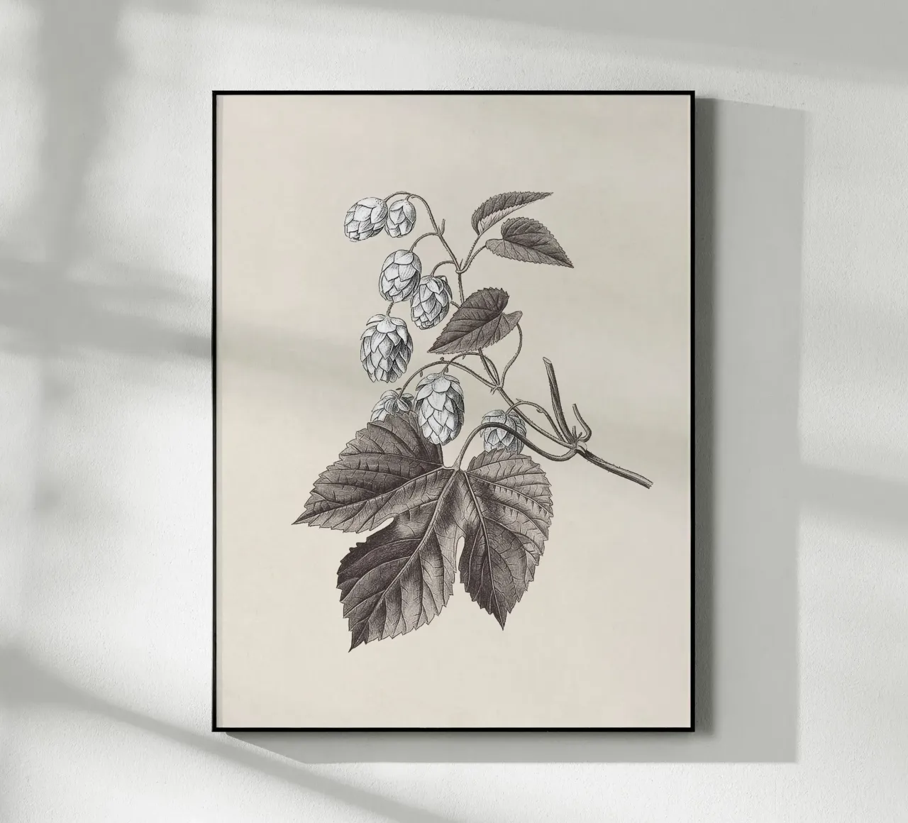 Hops Branch Sketch no. 2 plexiglass da apoloprints