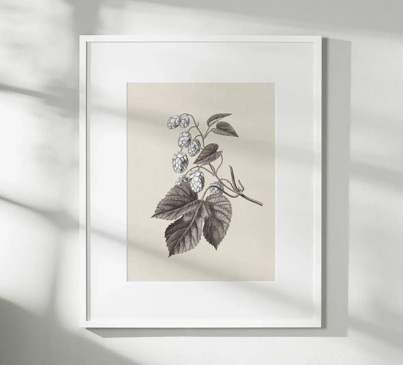 Hops Branch Sketch no. 2 carta hahnemühle da apoloprints
