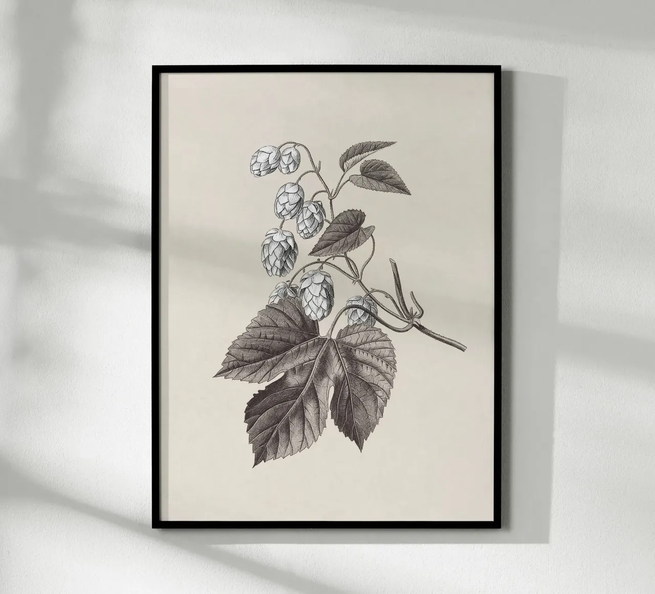 Hops Branch Sketch no. 2 carta hahnemühle da apoloprints