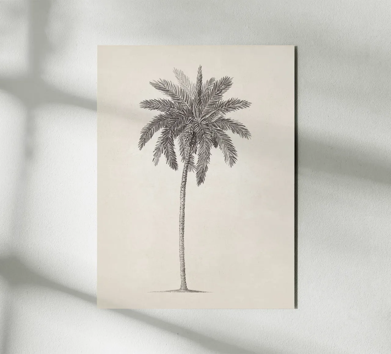 Palm Tree Sketch no. 09 alluminio dibond da apoloprints