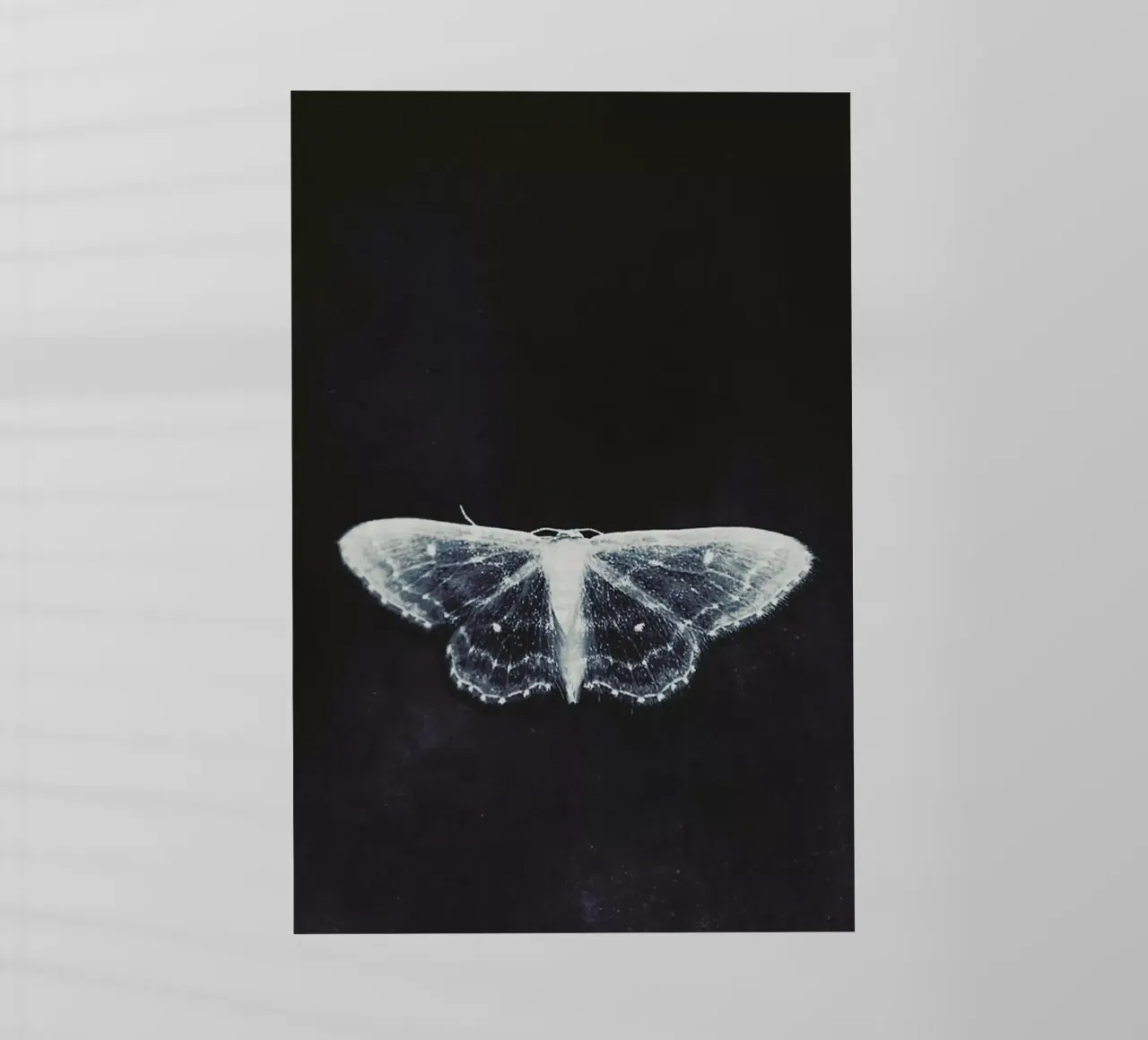 Fragile pellicola backlit da Ingrid Beddoes