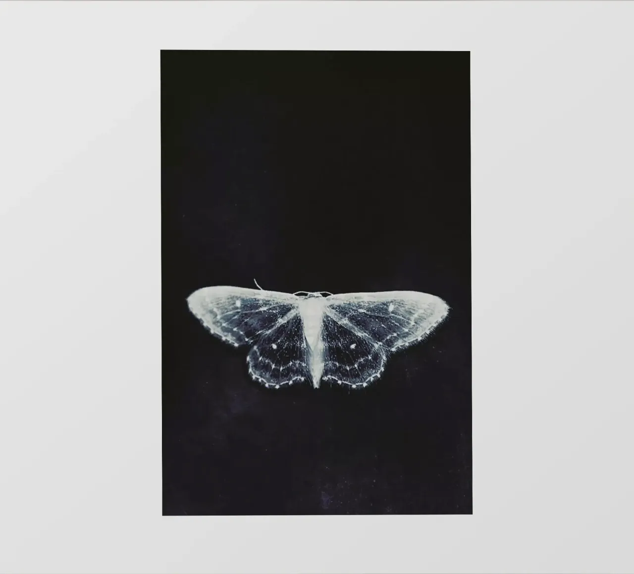 Fragile pellicola backlit da Ingrid Beddoes