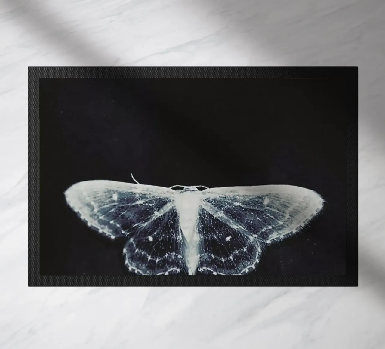 Fragile zerbino da Ingrid Beddoes