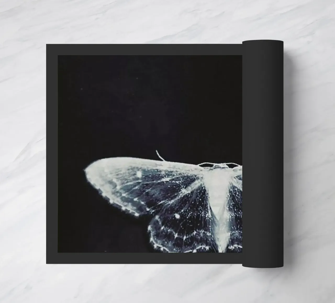 Fragile zerbino da Ingrid Beddoes