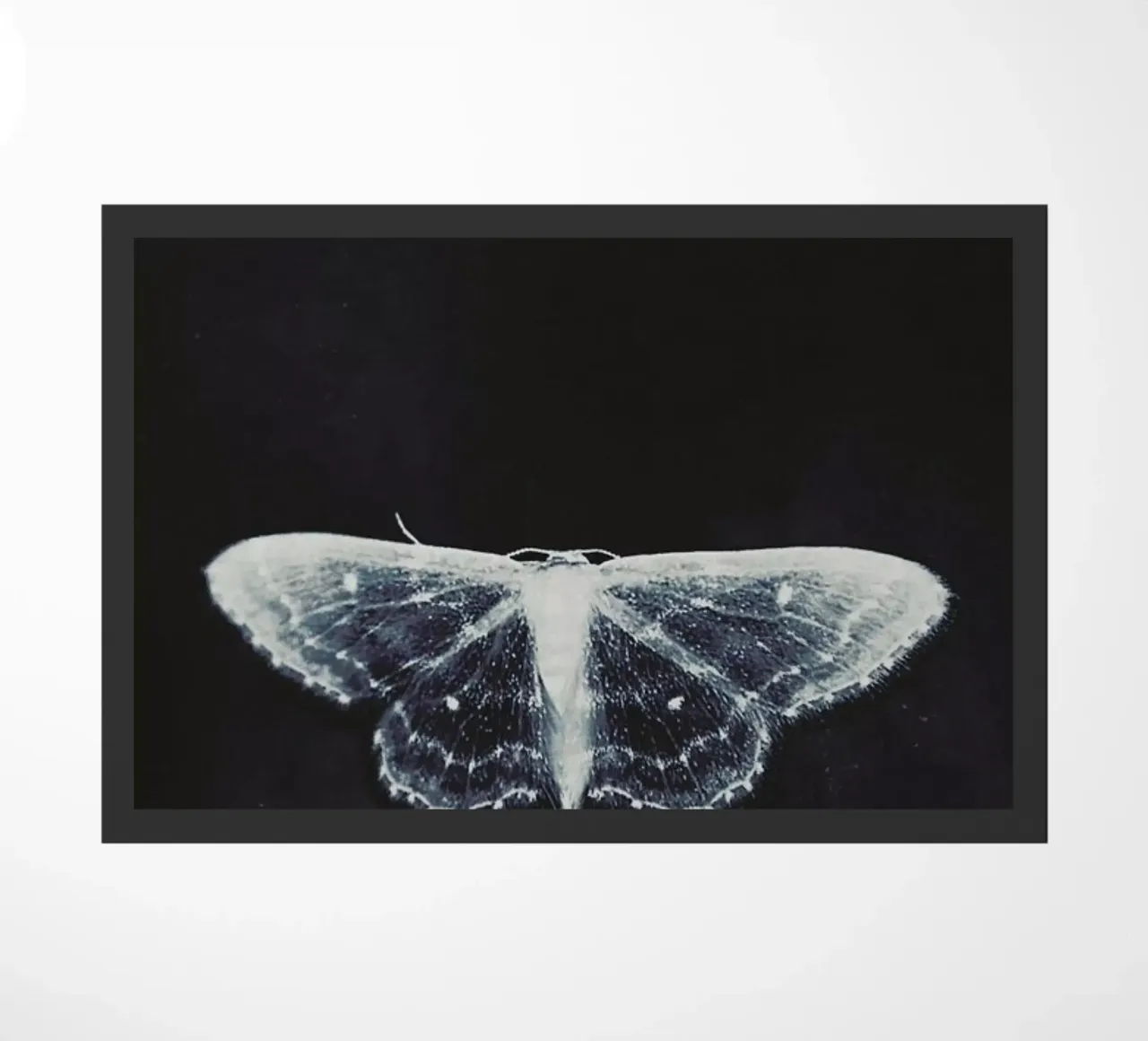 Fragile zerbino da Ingrid Beddoes