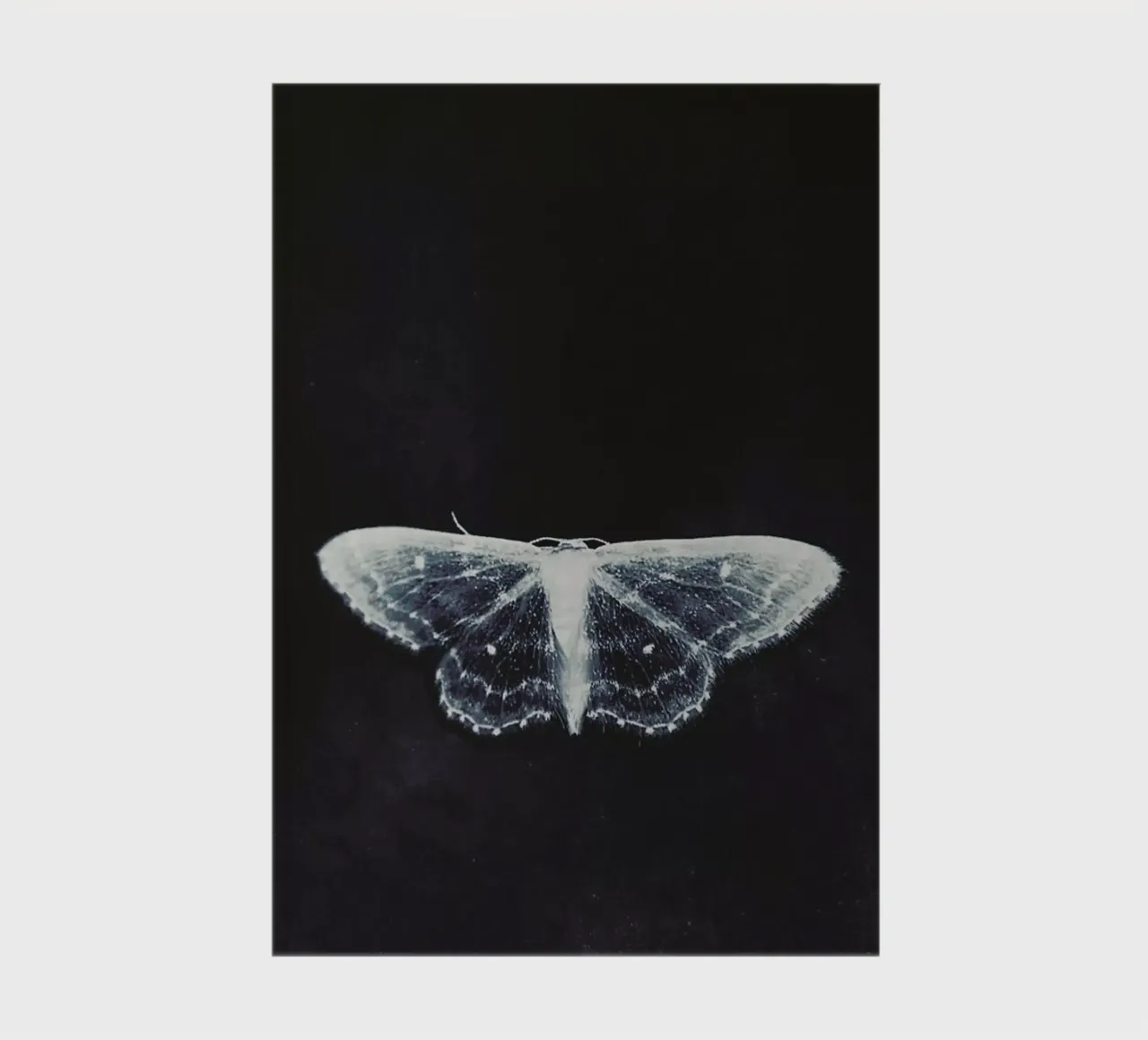 Fragile notebook by Ingrid Beddoes