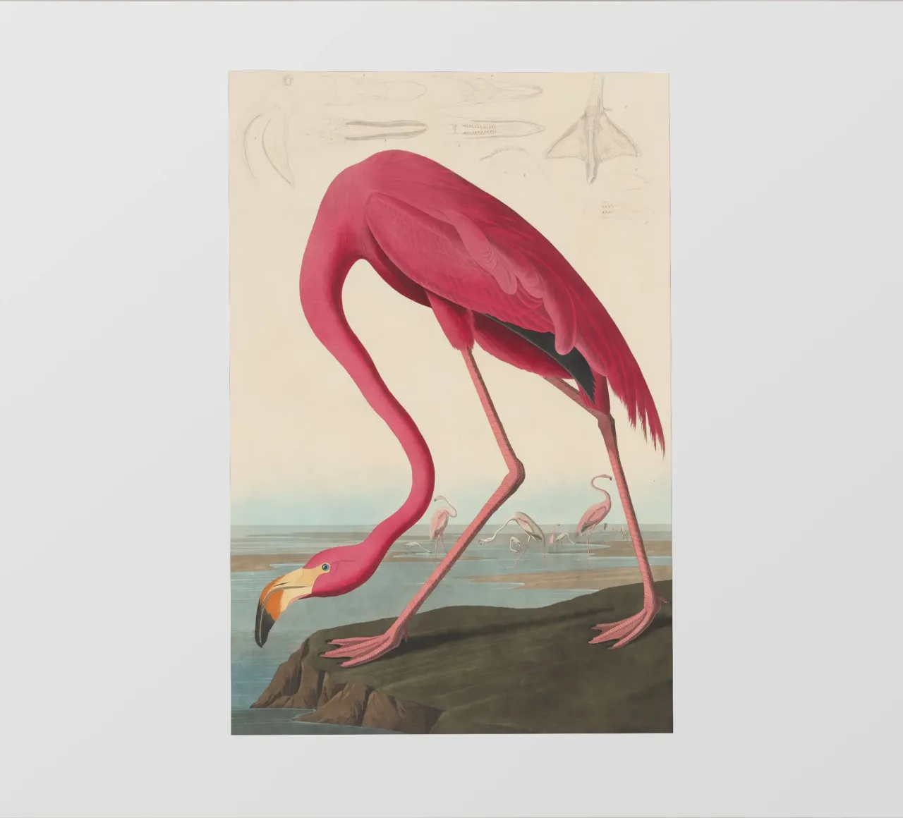 John James Audubon - Fenicottero americano pellicola backlit da Timeless Artworks