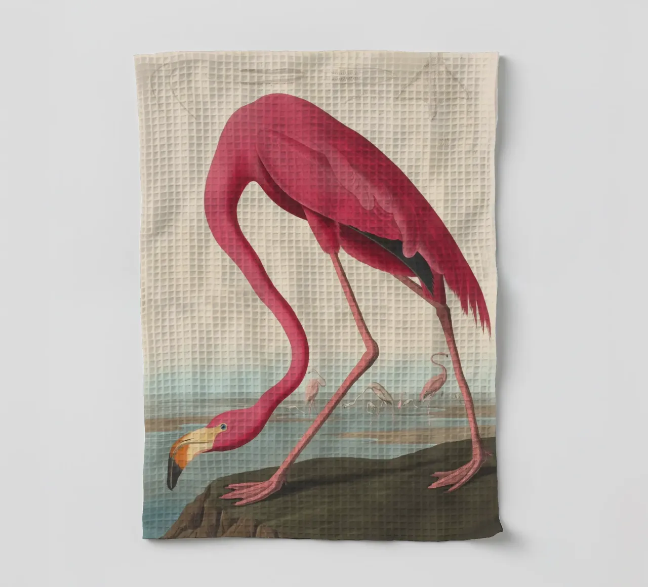 John James Audubon - Flamant américain torchon de Timeless Artworks