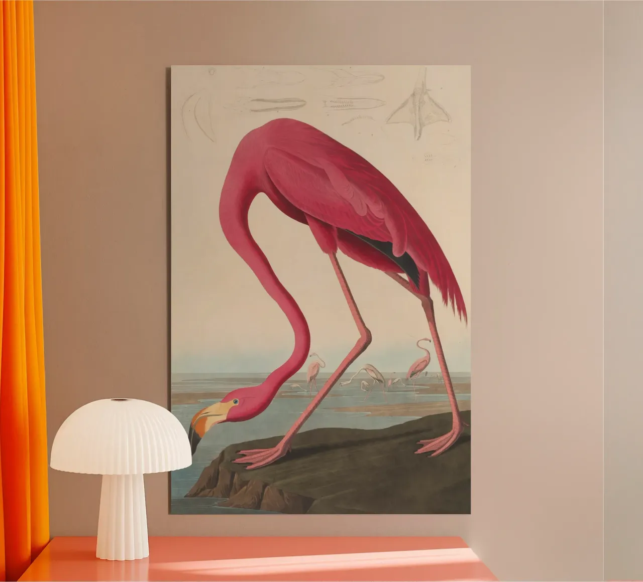 John James Audubon - American Flamingo alu-dibond by Timeless Artworks