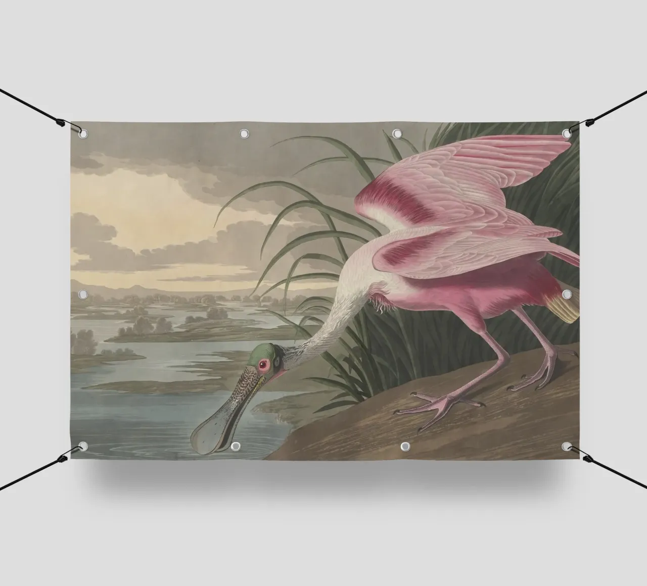 John James Audubo - Spatola rosata telo in pvc da Timeless Artworks