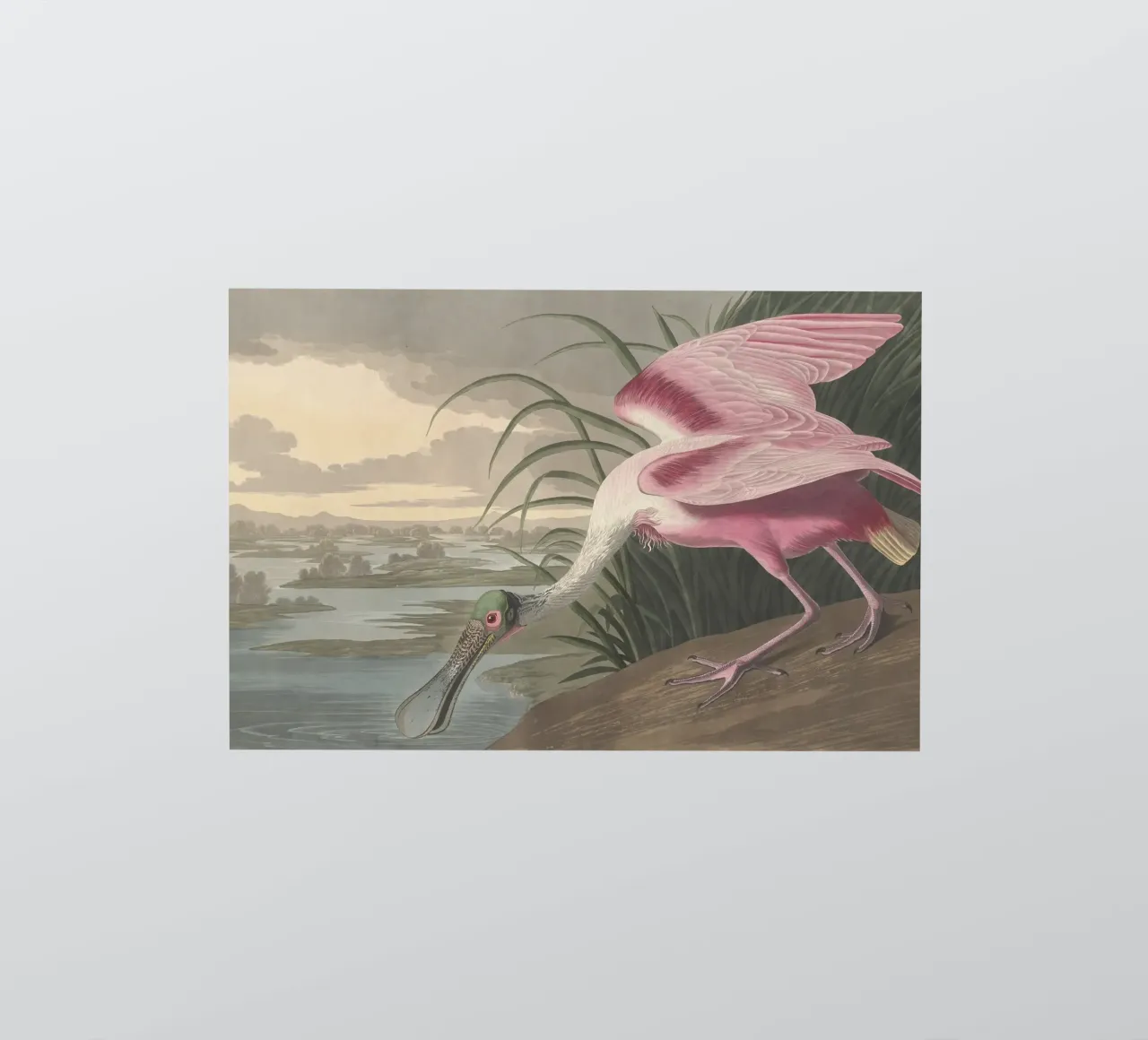 John James Audubo - Roseate Spoonbill sticker by Timeless Artworks