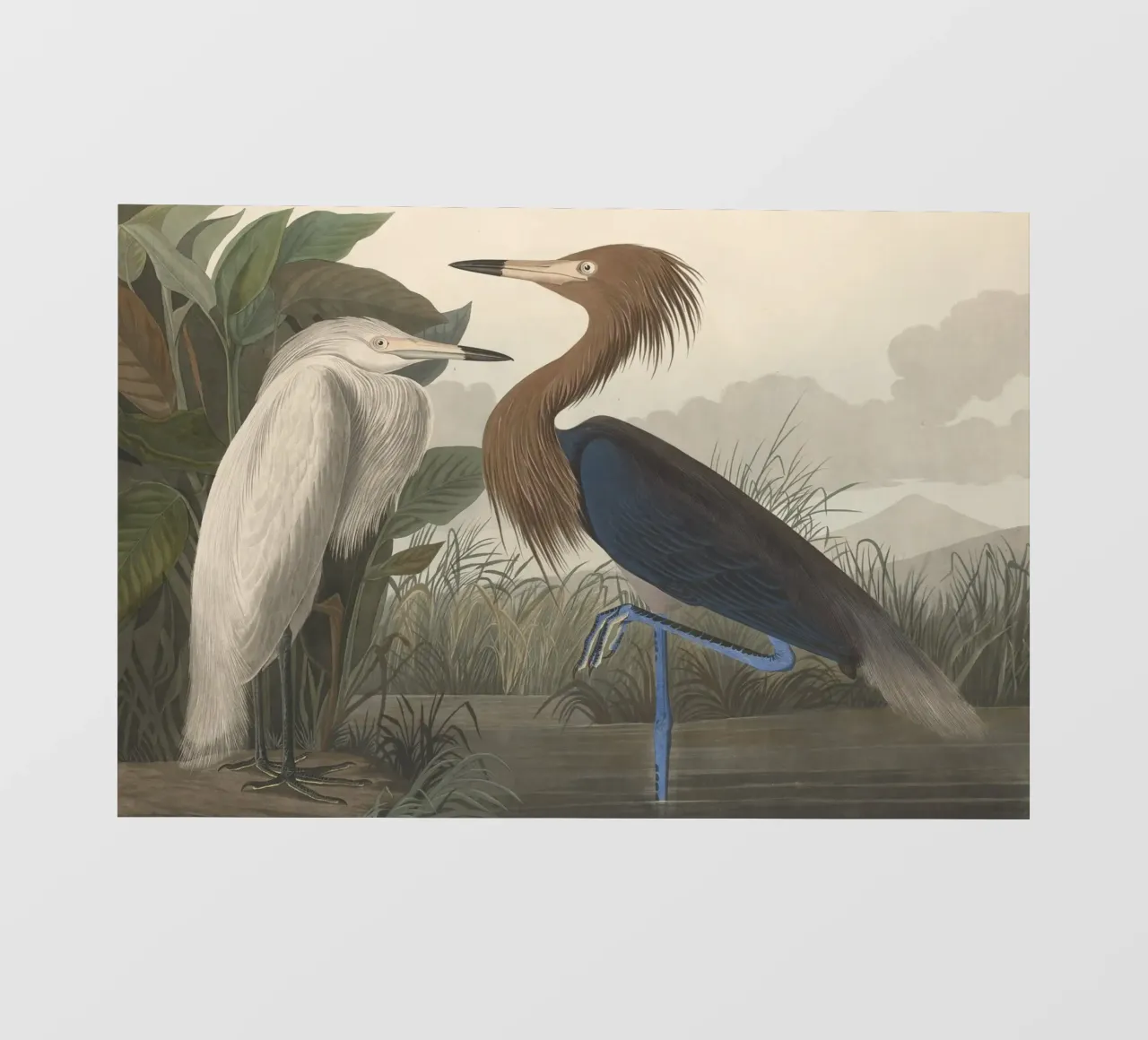 John James Audubon - Purple Heron photo wallpaper by Timeless Artworks