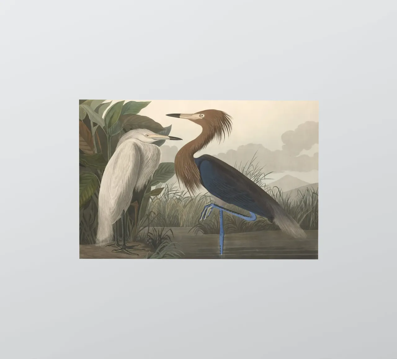 John James Audubon - Purpurreiher Sticker von Timeless Artworks