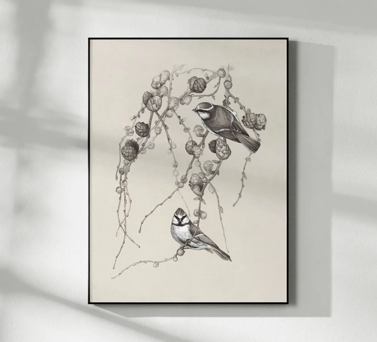 Blue Tit Bird Sketch plexiglass da apoloprints