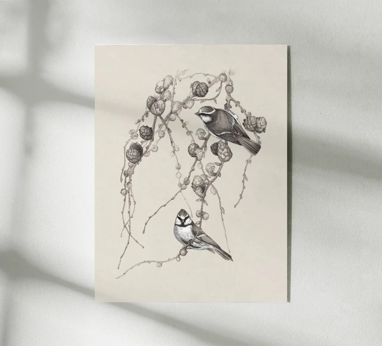 Blue Tit Bird Sketch plexiglass da apoloprints