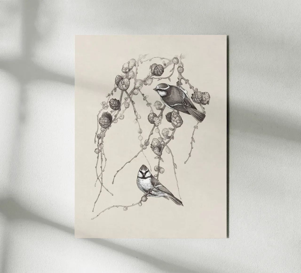 Blue Tit Bird Sketch alluminio dibond da apoloprints