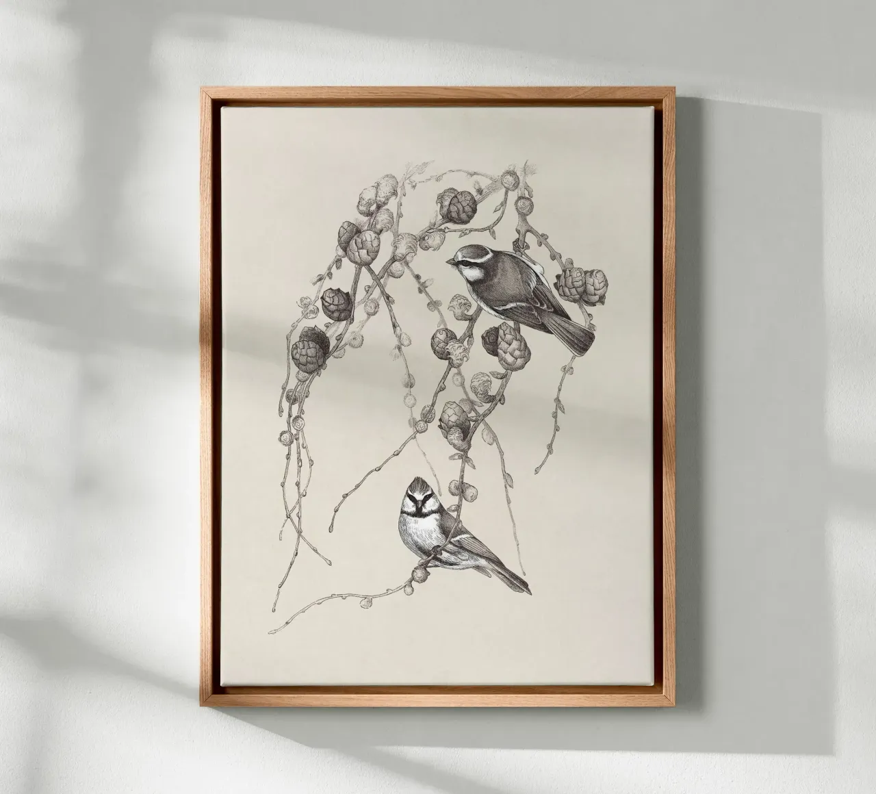 Blue Tit Bird Sketch tela da apoloprints
