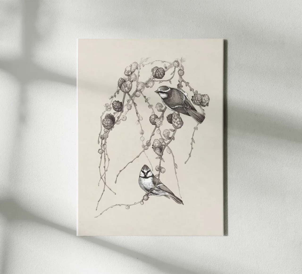 Blue Tit Bird Sketch tela da apoloprints