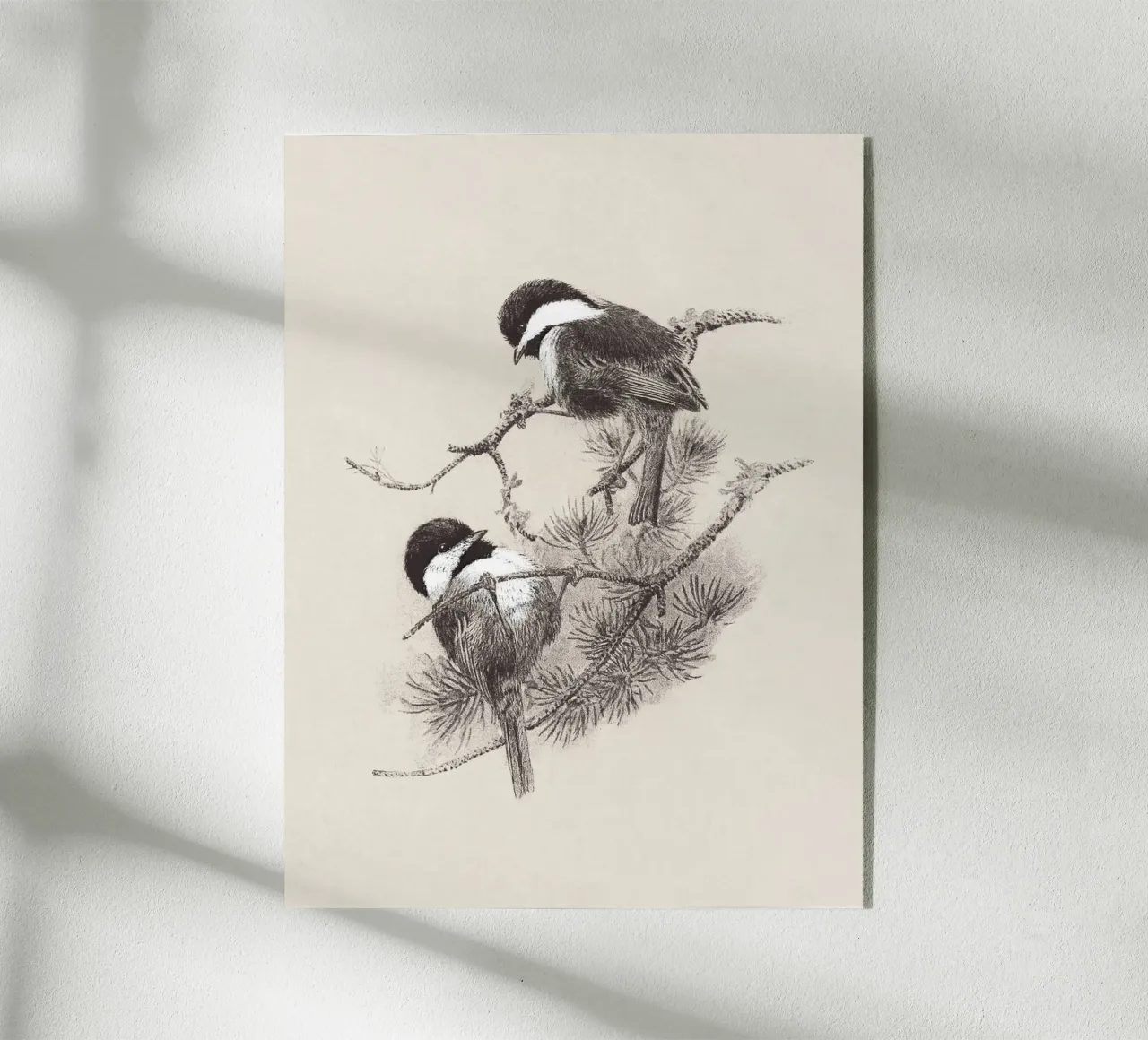 Chickadees Sketch plexiglass da apoloprints