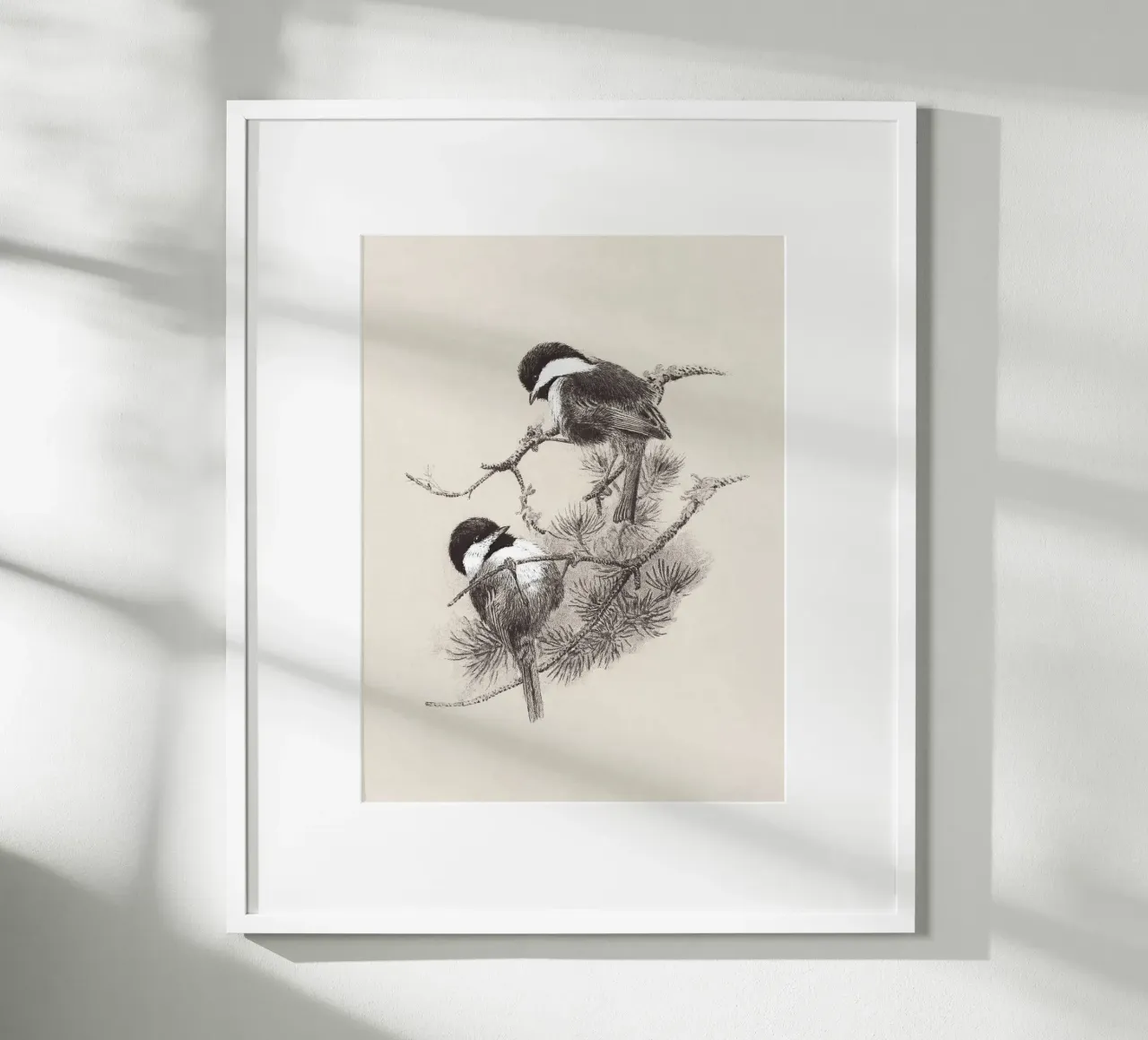 Chickadees Sketch carta hahnemühle da apoloprints
