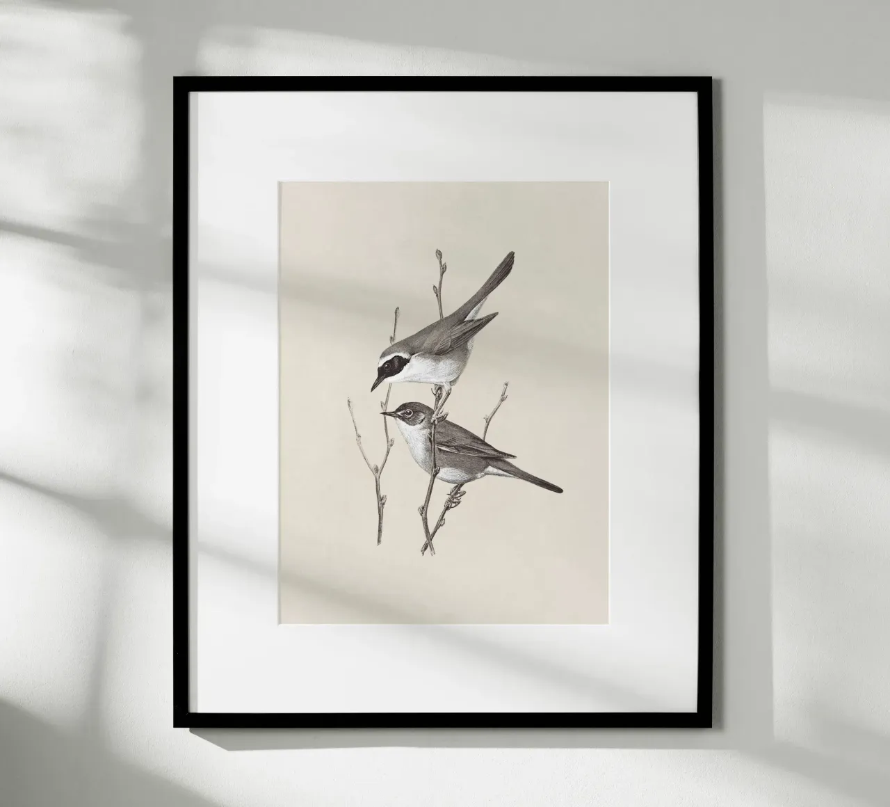 Yellowthroat Bird Sketch poster da apoloprints