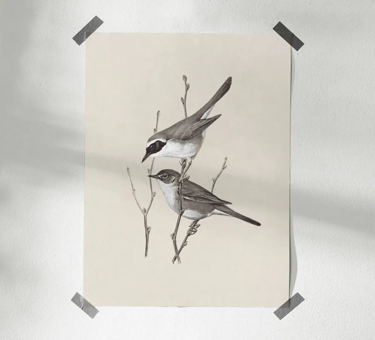 Yellowthroat Bird Sketch poster da apoloprints