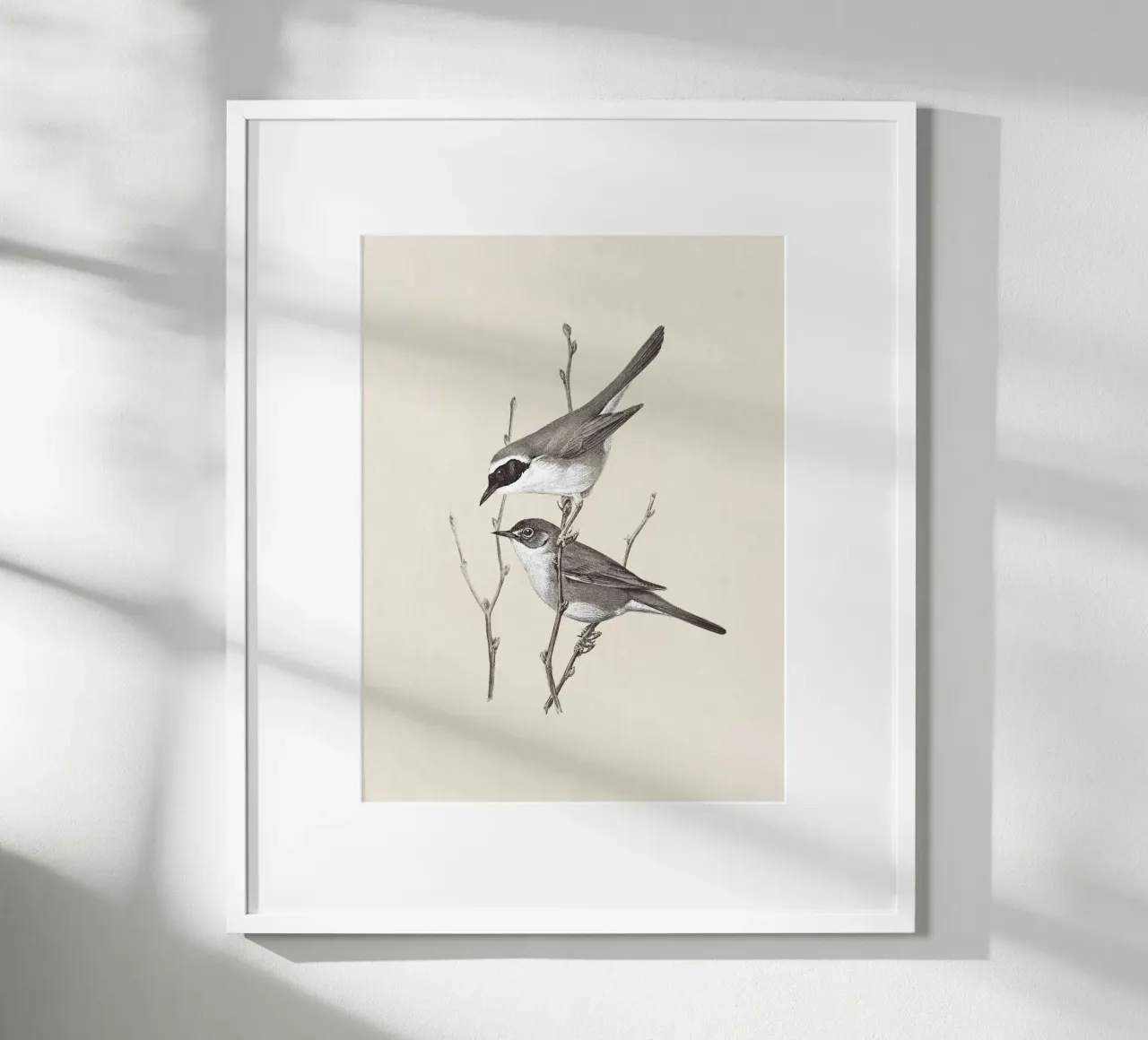 Yellowthroat Bird Sketch poster da apoloprints