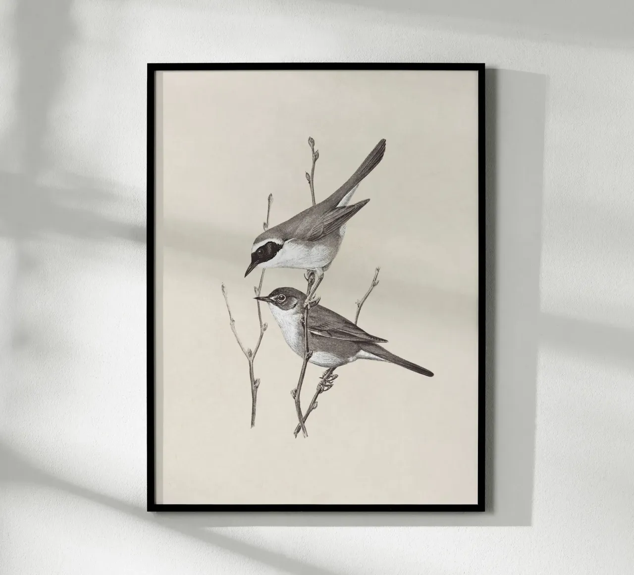 Yellowthroat Bird Sketch poster da apoloprints