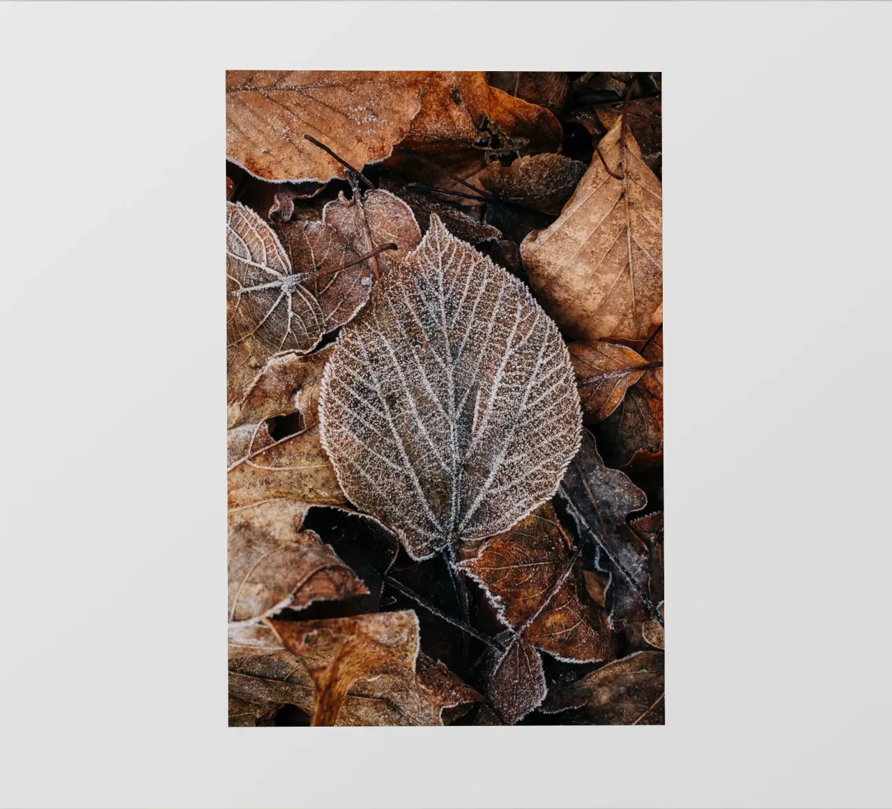 Feuilles d'automne à la structure givrée, photographie de nature en hiver papier peint photo de Bold and Retro