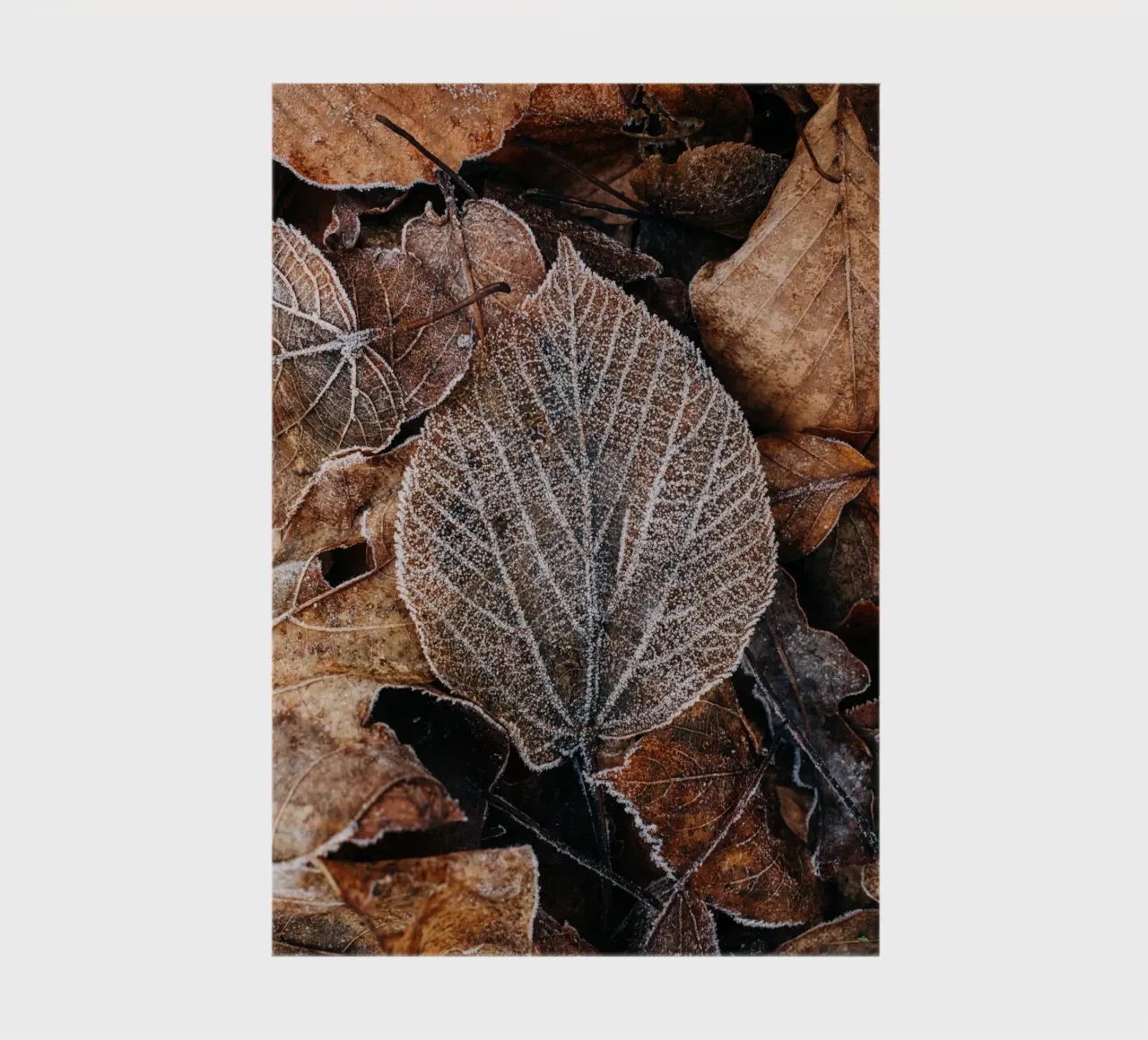 Feuilles d'automne à la structure givrée, photographie de nature en hiver carnet de notes de Bold and Retro