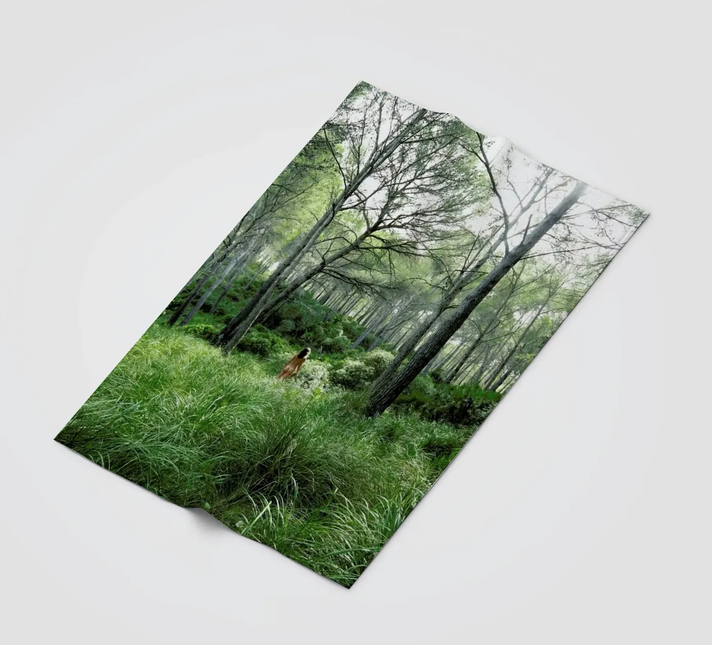 Concords Fleecedecke von Matevž Kosterov