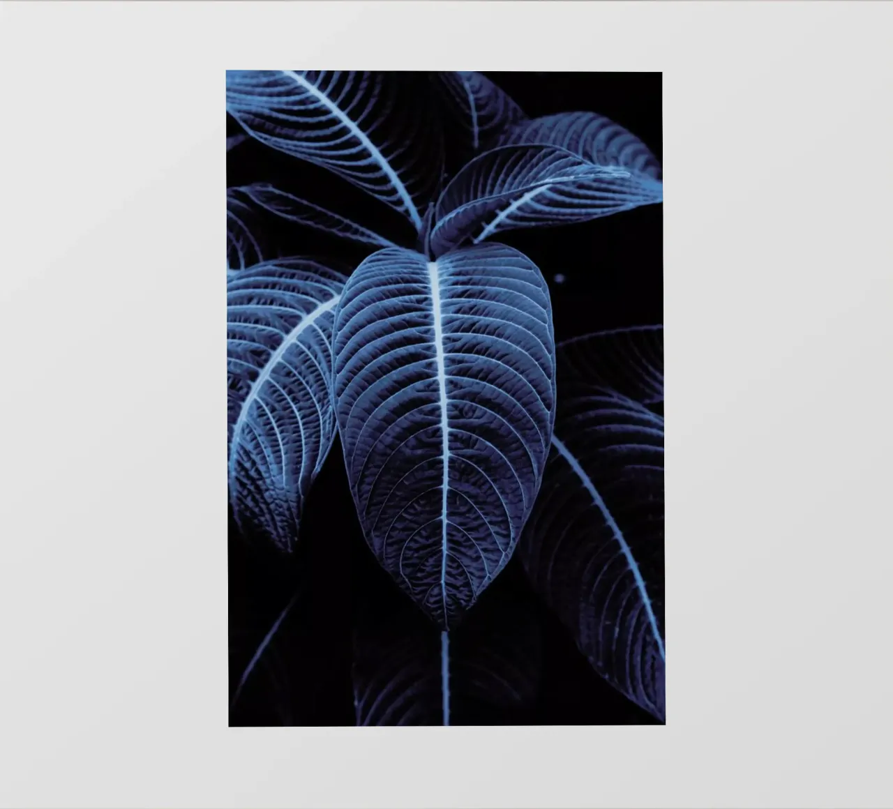 Leaf Me Alone 01 pellicola backlit da Froilein Juno