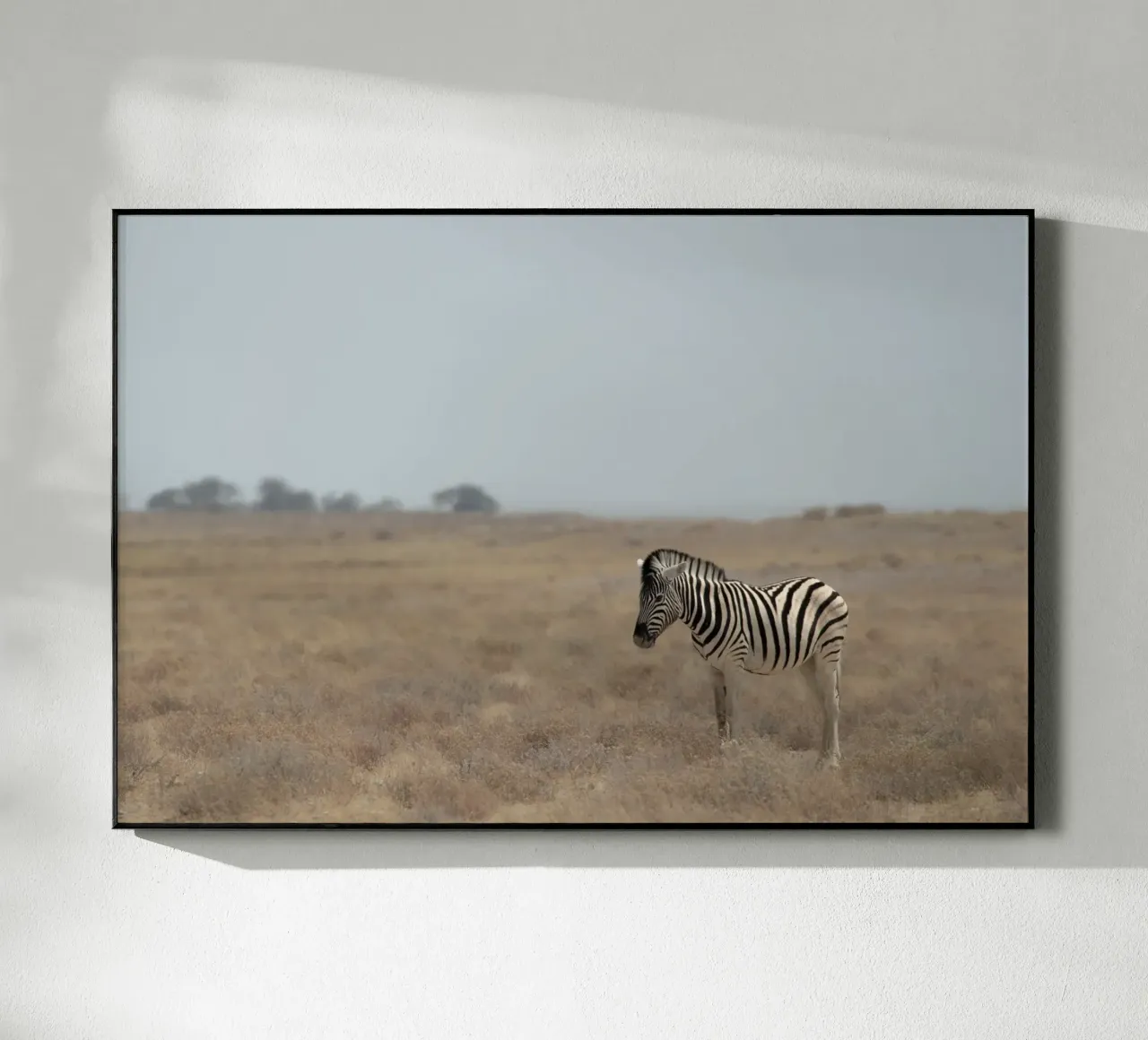 A Lone Zebra plexiglass da pilotpegasus