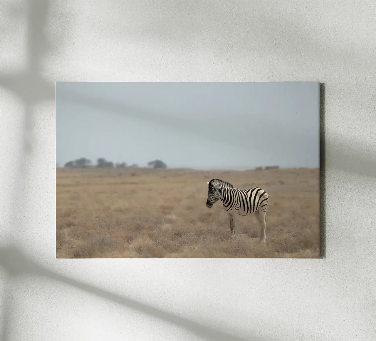 A Lone Zebra tela da pilotpegasus