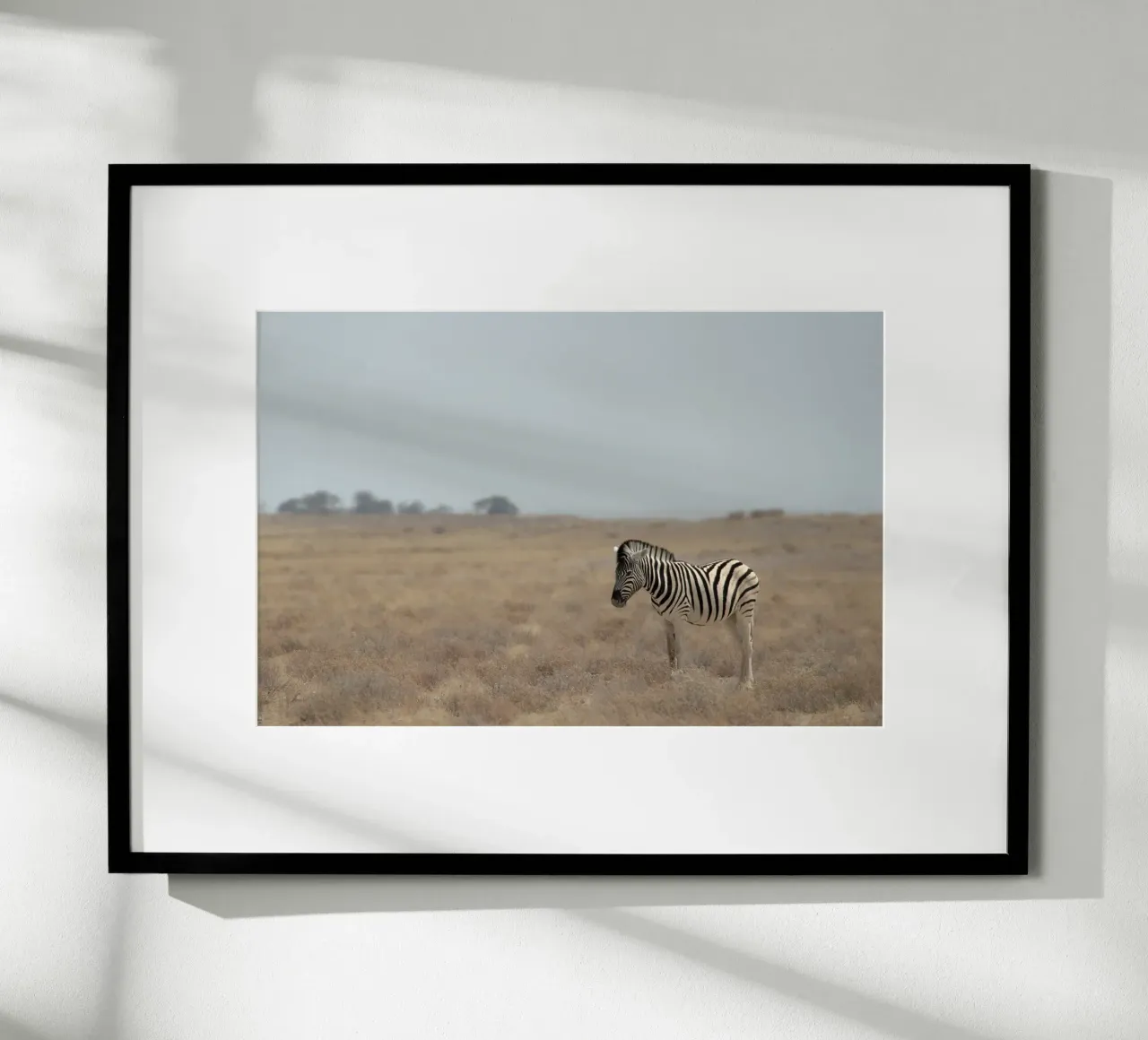 A Lone Zebra carta hahnemühle da pilotpegasus
