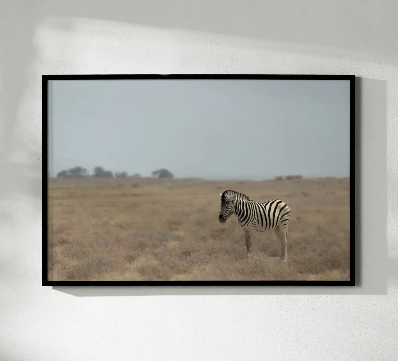 A Lone Zebra carta hahnemühle da pilotpegasus