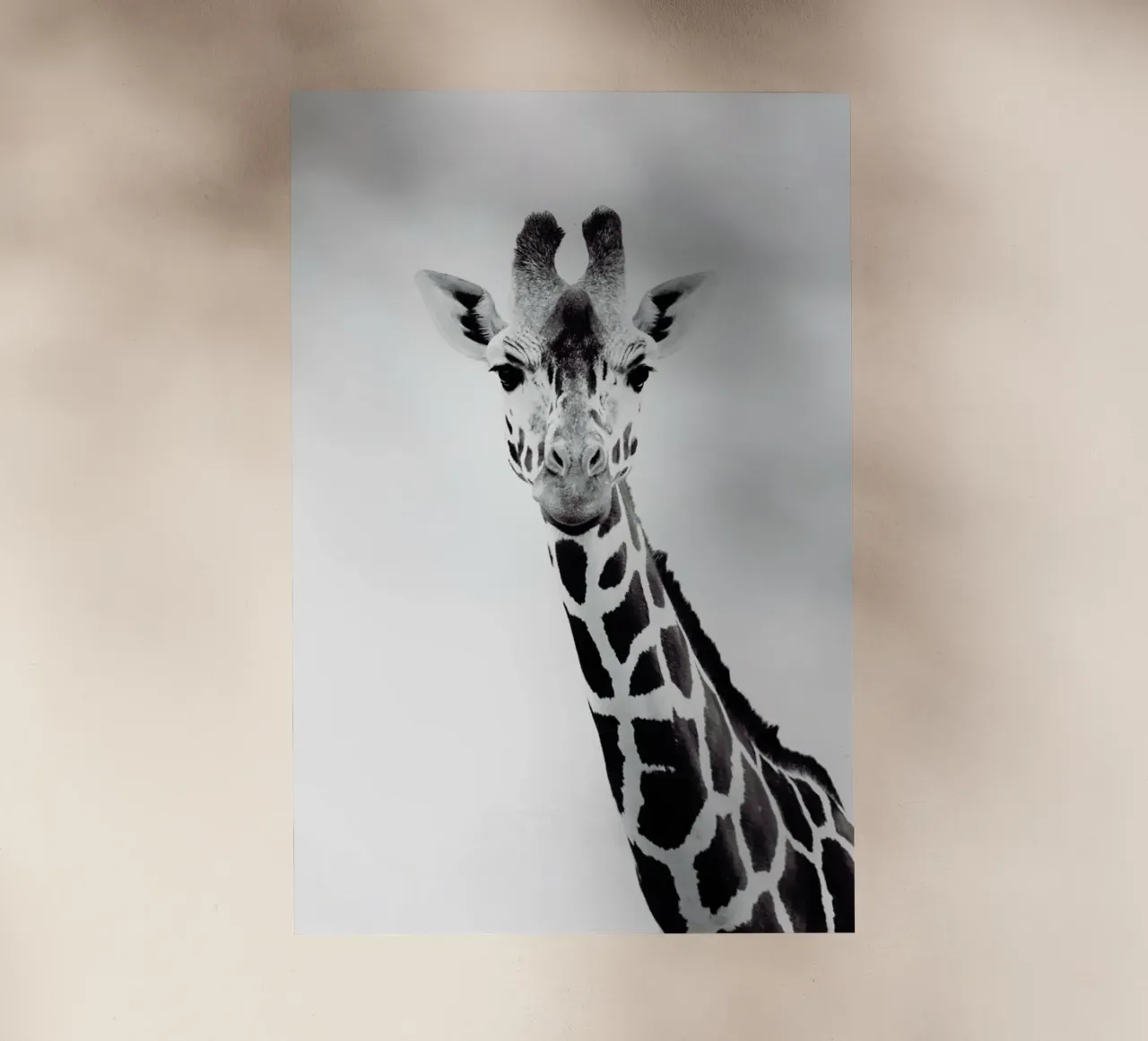 Giraffe pellicola backlit da Monika Strigel